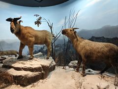 -陕西自然博物馆