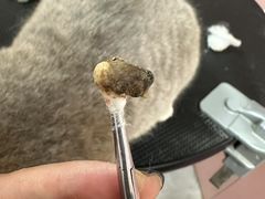 -唐小姐の私宠·宠物洗护美容·撸猫馆·购宠(周浦万达旗舰店)