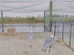 -盐城丹顶鹤湿地生态旅游区