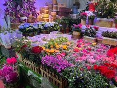 -朝来春花卉市场