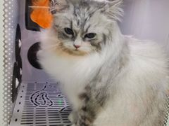 -瑞鹏宠物医院·微创内窥镜·骨外科·牙科(翠竹分院)