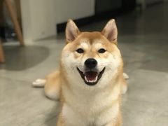 -萌宠之家·腊肠犬·马尔泰·小体犬舍