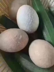 -香薇妮丝女子减肥院