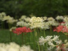 -杭州植物园
