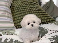 -萌宠之家·腊肠犬·马尔泰·小体犬舍