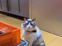 -MARSMART PETS火星宠物超市(1733店)