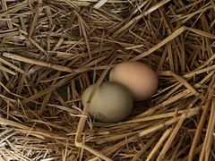 -圣·阿列克谢耶夫教堂