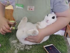 -宠物兔专门店(天丰利市场店)