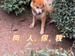-十里琅珰