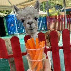 -萌宠亲子动物乐园(槐房万达店)