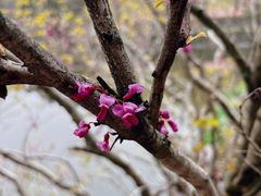 -庐山风景区花径公园