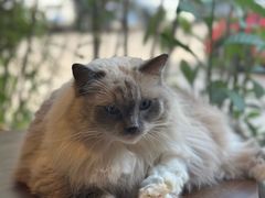-豆逗聊愈猫阁Easy Life