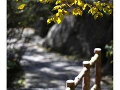 -王顺山国家森林公园