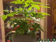 -小八仙·宴(三峡茶庄店)