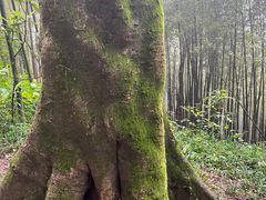 -西湖风景区十里琅珰-五云山