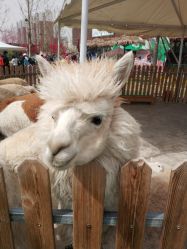 -萌宠亲子动物乐园(槐房万达店)