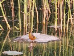 -野鸭湖国家湿地公园