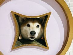 -柴务处·柴犬主题狗咖