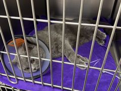 -宠颐生宠物医院·犬猫全科·皮肤科(商业街店)