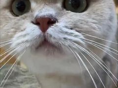 -老吴的猫·猫舍(新区店)