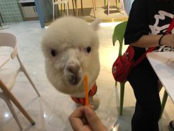 -Moni星球萌宠·小马宝莉·灵蛇·高端高阶全萌宠互动体验俱乐部(红豆国际广场店)