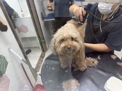 -瑞鹏宠物医院·普外科·影像科·皮肤科(城市山谷分院)