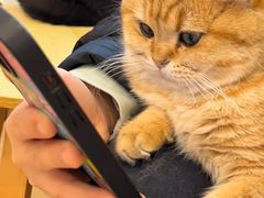 -有喵·猫咖·狗咖·30几只猫10只小狗(岗厦店)