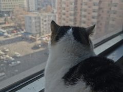 -Cappucimeow猫咪咖啡馆(韦伯时代店)