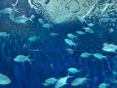 -上海海洋水族馆