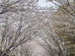 -高东镇樱花园