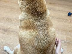 -是阿柴呀！柴犬咖啡·爱喵喵猫咖