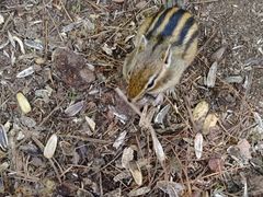 -五营红松林海景区