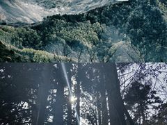 -天目山大树王景区