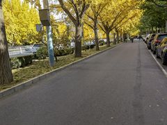 -三里屯东五街银杏大道