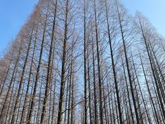 -东平国家森林公园