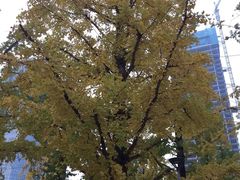 -百林公园-两江幸福广场