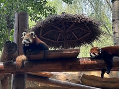 -北京野生动物园