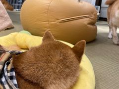 -逗柴咖啡屋·狗咖猫咖宠物桌游