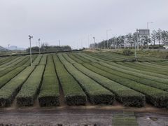 -雪绿茶博物馆