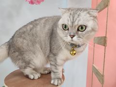 -喵宠乐园·撸猫互动·猫舍