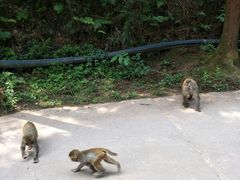 -重庆雨台山风景区