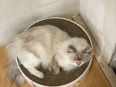 -喵喵咪呀布偶猫咖(春熙路店)