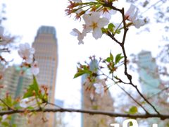 -西北湖绿化广场