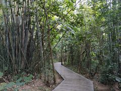 -大屏嶂森林公园