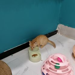 -八角古风摄影