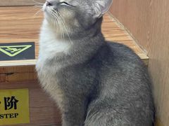 -MOCHA明星猫咖(田子坊店)