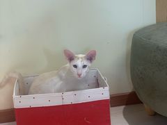 -猫和宫(六道口店)