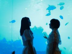 -海棠湾洲际-涛·海底餐厅·美人鱼·自助餐·海底隧道