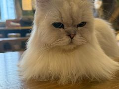-猫猫幼稚园·撸猫·桌游·电玩