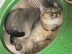 -天宠宠物医院24小时·急重症诊疗中心·全科·腔镜特色(和平分院)